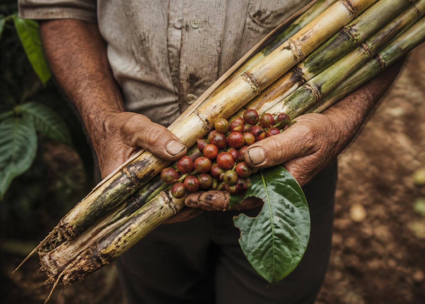 Agricultor de Mata de Caña con caña de azúcar y café